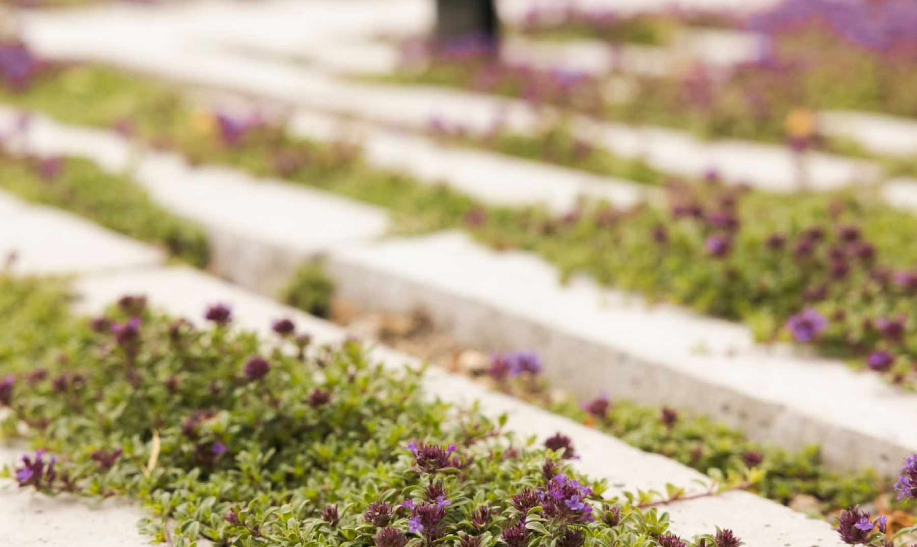 Dalles Straight Engazonable Plantes vertes et violettes poussant entre des dalles de béton alignées.